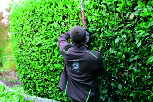 winterschnitt-hecke winterschnitt-hecke