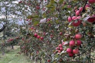 Obstbäume_IMG_0283 Obstbäume_IMG_0283